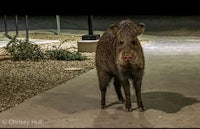 a wild boar standing on a sidewalk at night