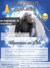 a poster with an image of a chimpanzee