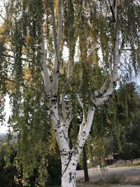 a birch tree with black and white leaves