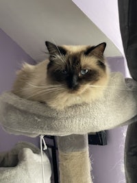 a siamese cat sitting on top of a scratching post
