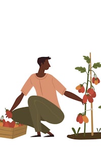 a man is picking tomatoes from a plant