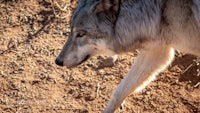 a gray wolf walking in the dirt