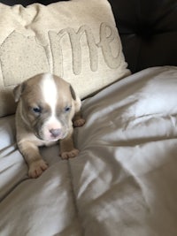 a small puppy laying on top of a pillow