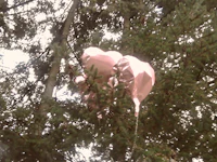a bunch of pink balloons in a tree