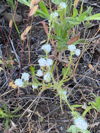 a small plant with white flowers growing in the dirt