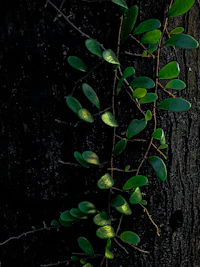 a green plant growing on a tree trunk