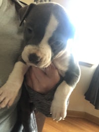 a black and white puppy is being held by a person