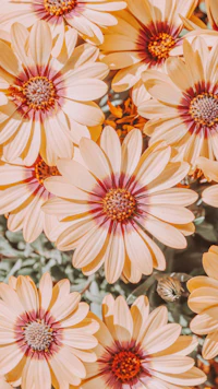 a close up of a bunch of orange flowers