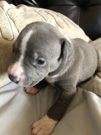 a small grey and white puppy laying on a couch