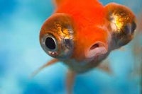 an orange fish with big eyes looking at the camera