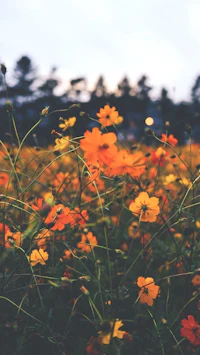 a field of flowers with trees in the background