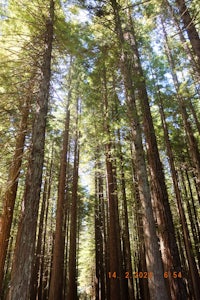 a view of tall trees in a forest