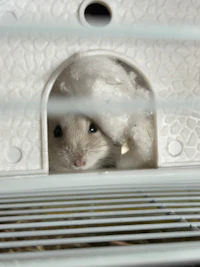 a hamster peeking out of a cage