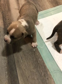 two brown and white puppies standing on a wooden floor