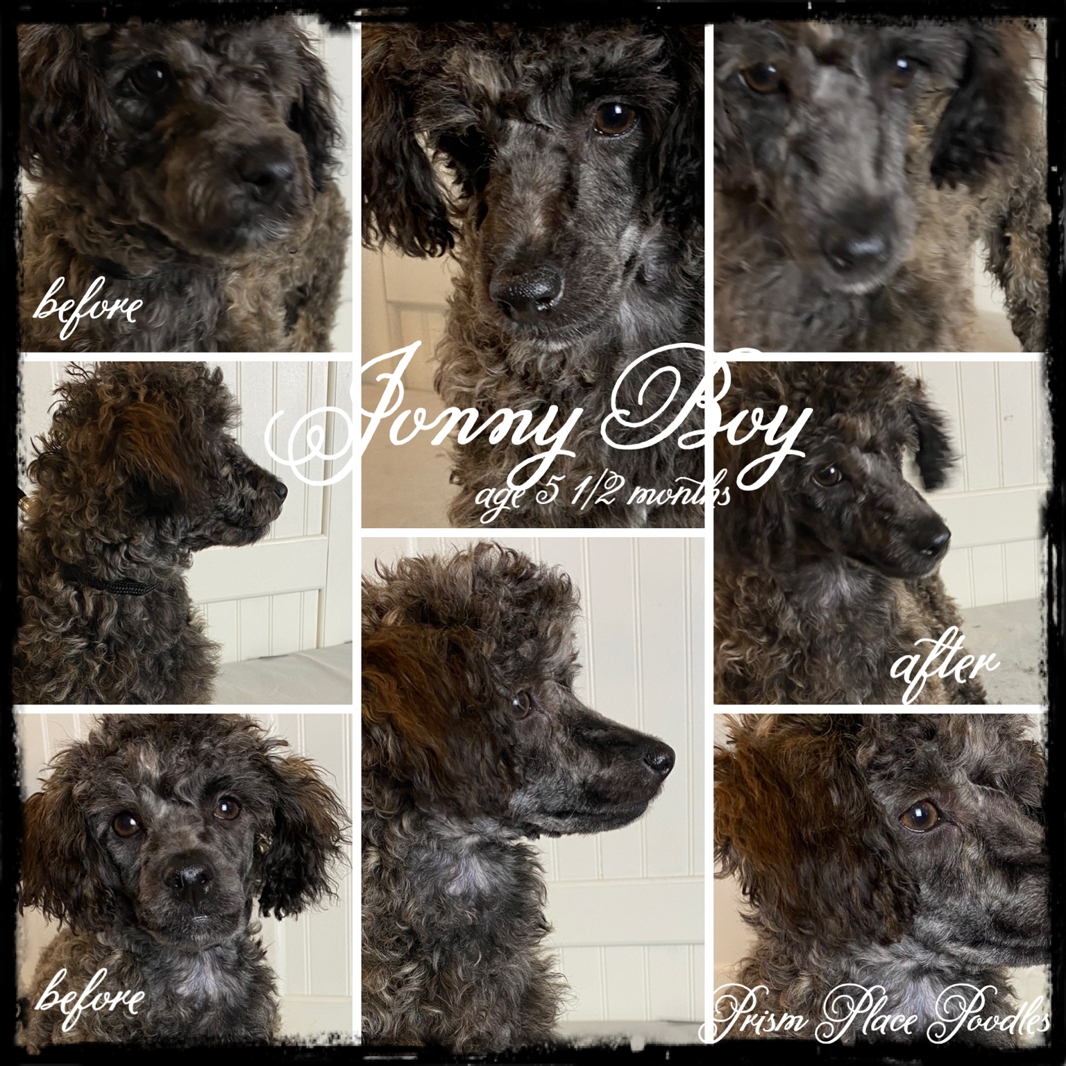 brindle toy poodle