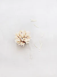 a white flower on a white surface