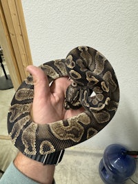 a person holding a ball python in their hand