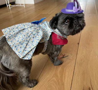 a dog wearing a dress and hat