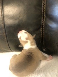 a white and brown puppy laying on top of a black couch