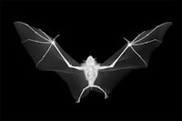 a black and white image of a bat