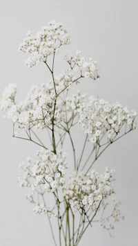 a white flower in a vase on a grey background