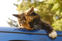 a cat on top of a car