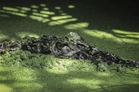 a crocodile is laying in the grass