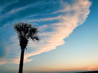 a palm tree is silhouetted against a sunset sky