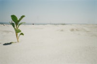 a plant growing out of the sand