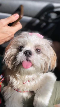 a dog sitting in a car with its tongue out