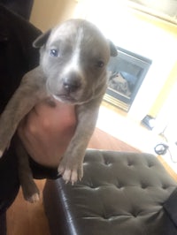 a person is holding a small grey pit bull puppy