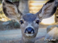 a deer with big ears is looking at the camera
