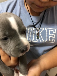 a young girl holding a blue and white puppy