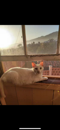 a white cat sitting on a window sill