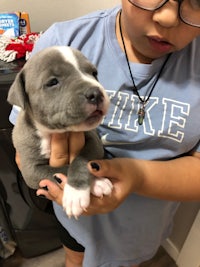 a young girl holding a small grey pit bull puppy