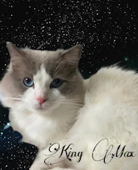 a cat with blue eyes laying on a starry background