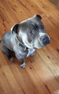 a pit bull dog sitting on a hardwood floor