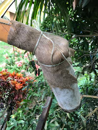 a coconut with a string attached to it