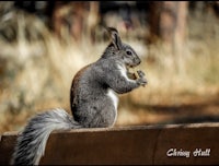 a squirrel is sitting on top of a ledge
