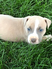 a puppy laying in the grass with blue eyes