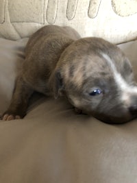 a puppy is laying on top of a couch