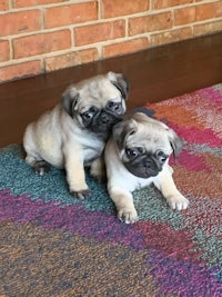 two pug puppies sitting on a colorful rug