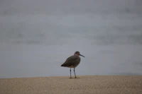 a bird standing on a sandy beach
