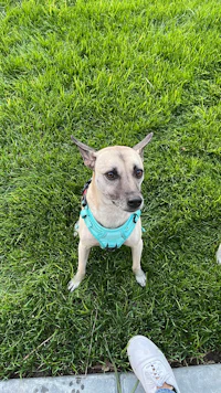 person, an adoptable chihuahua & chihuahua mix in los angeles,