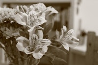 a vase of flowers on a table