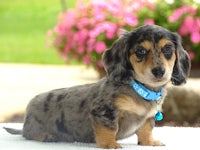 a small black and brown dachshund puppy sitting on a towel