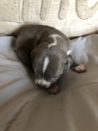 a small grey and white puppy sleeping on top of a pillow