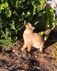 a siamese kitten playing with a bush in the yard