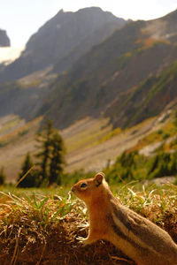 a chipmunk sitting on top of a hill
