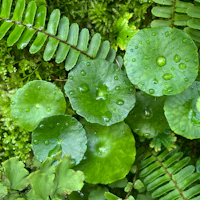 fern leaves with water droplets on them